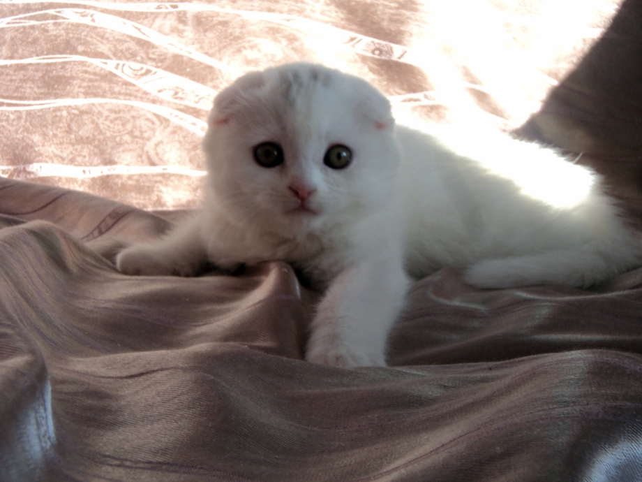 Шотландский вислоухий кот белый