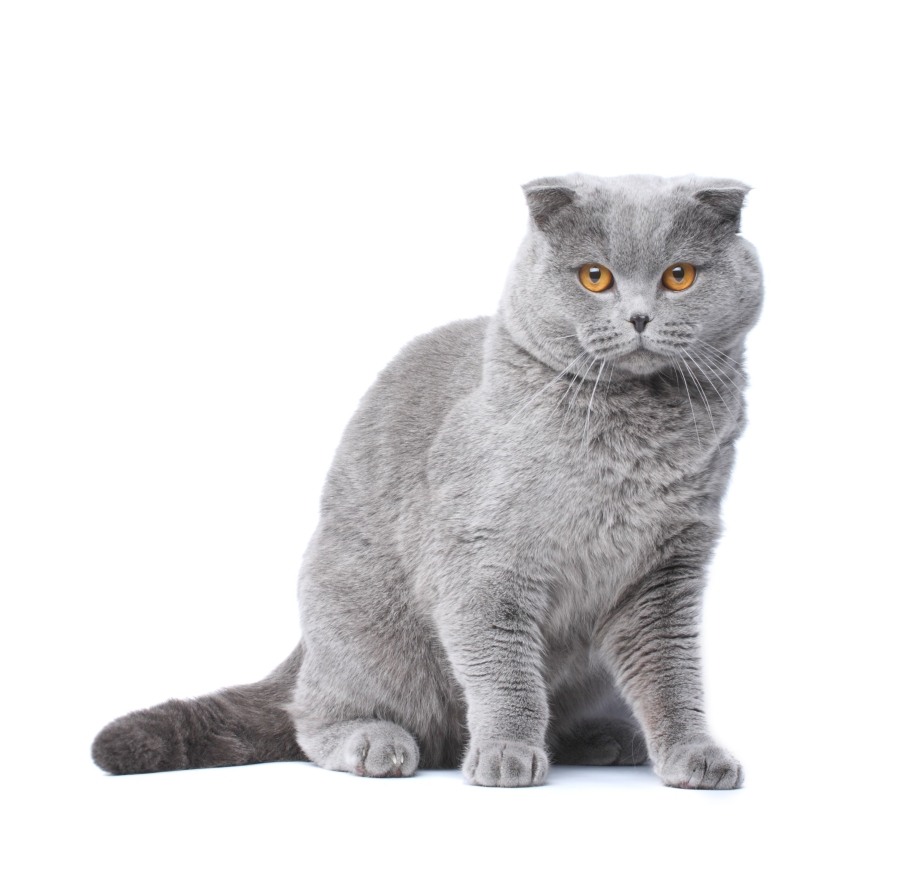 Шотландская вислоухая кошка белая