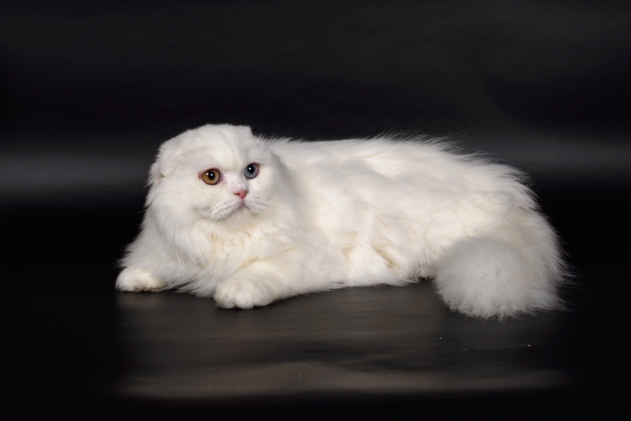 Скоттиш фолд собака