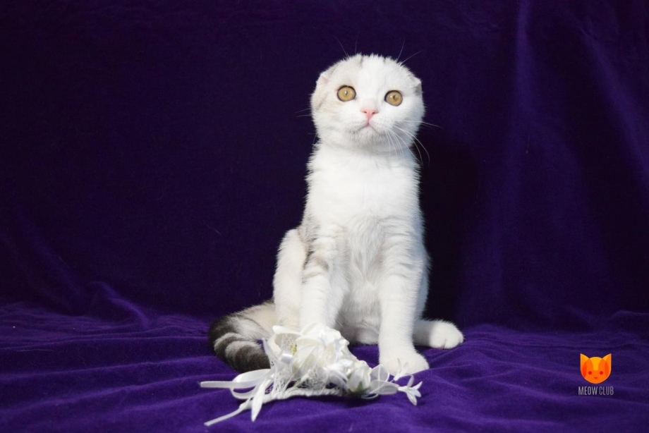 Шотландская короткошерстная шиншилла
