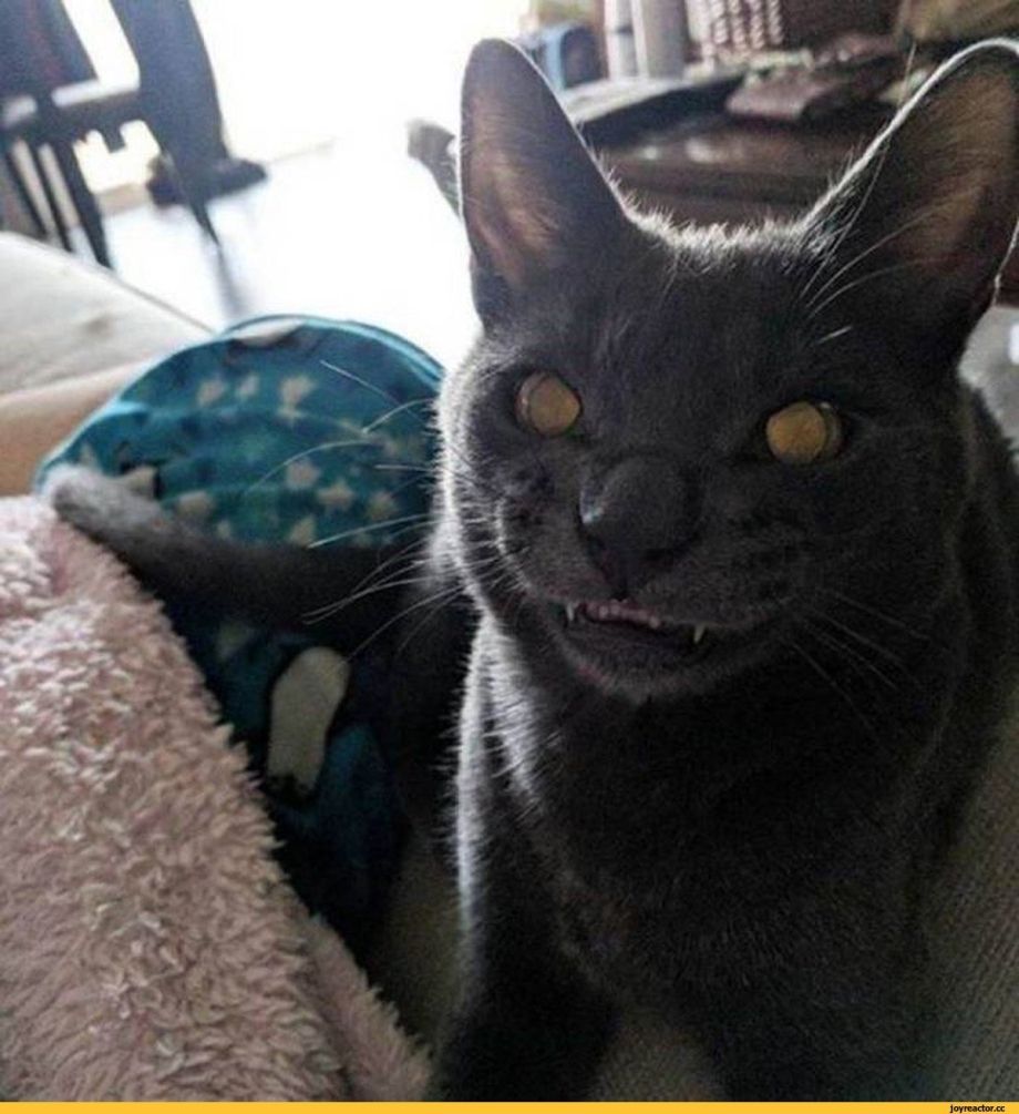 Черный кот мрак