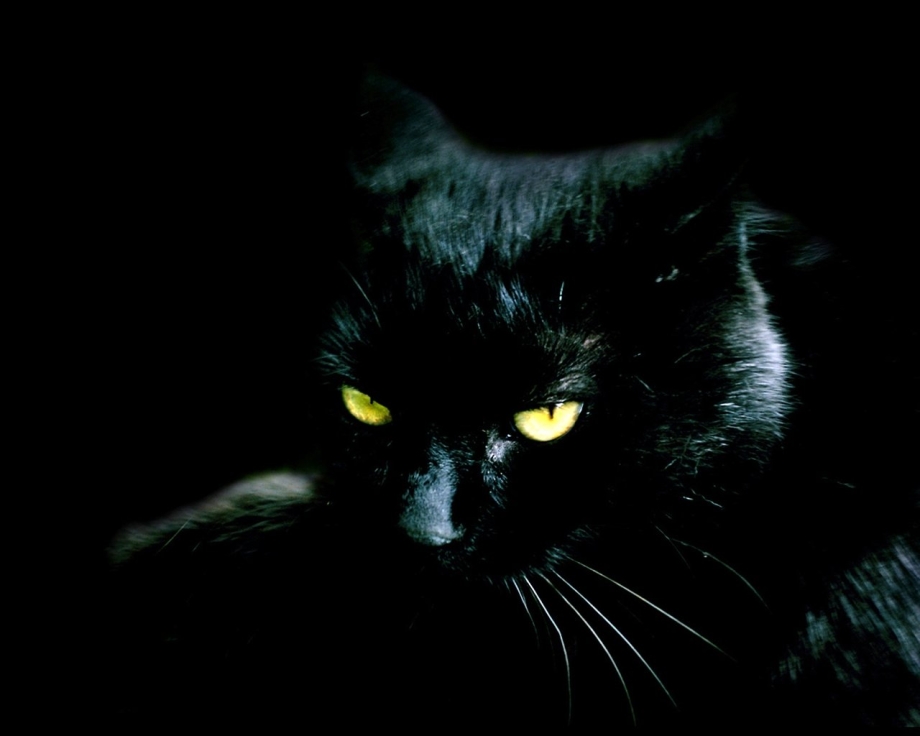 Кот из Темноты