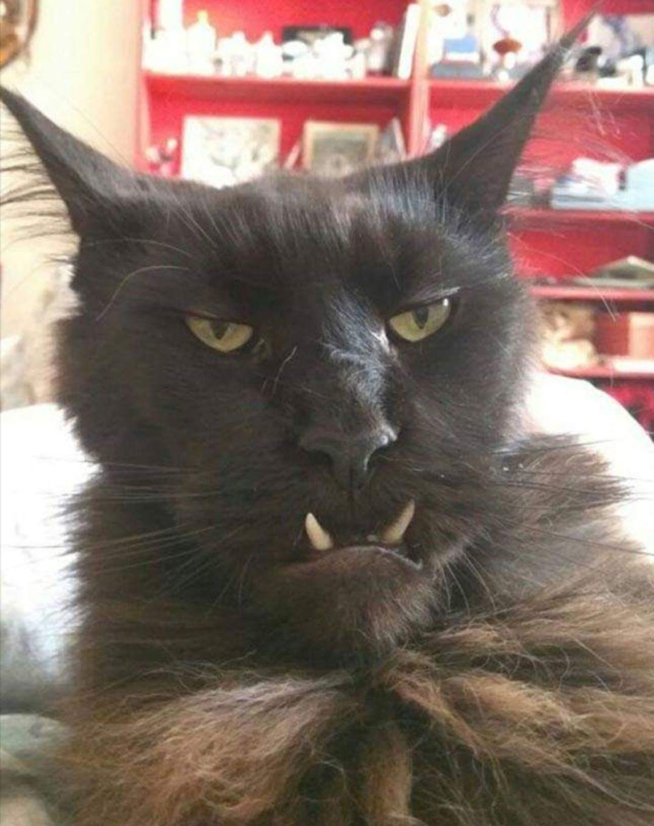 Страшные черные коты