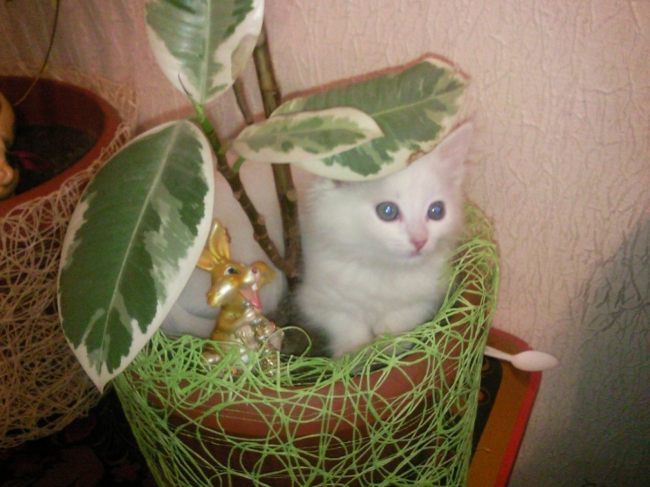 Зубочистки в горшке от кошки