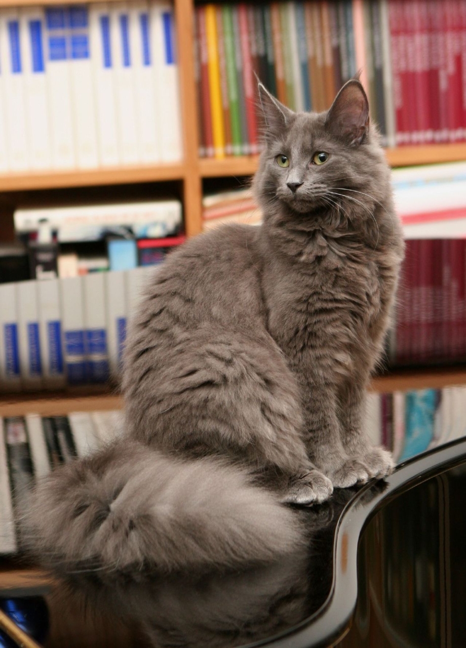 Норвежская Лесная голубая кошка