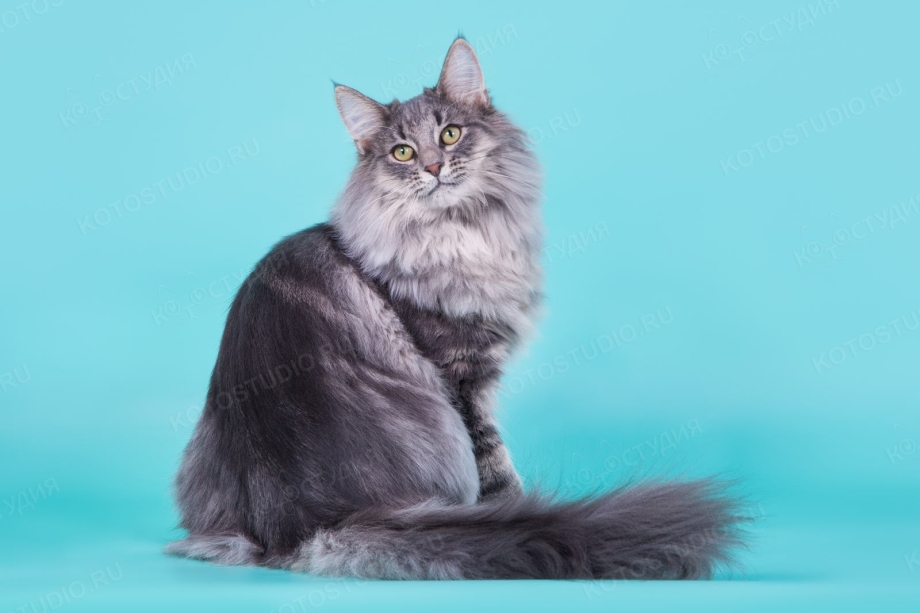 Норвежская Лесная кошка дымчатая