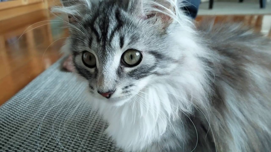 Норвежская Лесная кошка серая