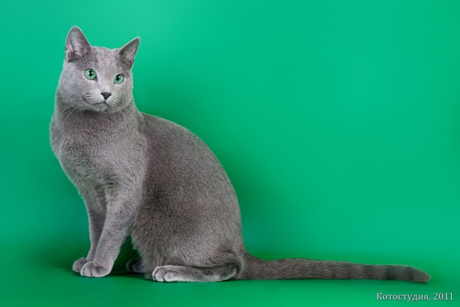 Сибирский голубая кошка короткошерстная