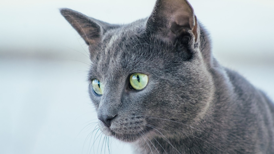 Австралийская голубая кошка