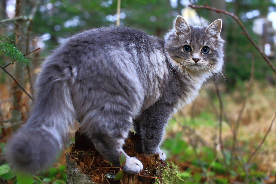Русская голубая кошка Европейский Тип