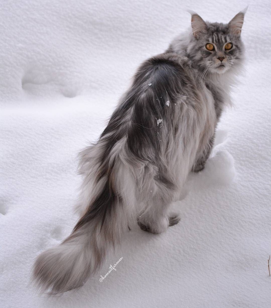 Норвежская Лесная кот серый полосатый