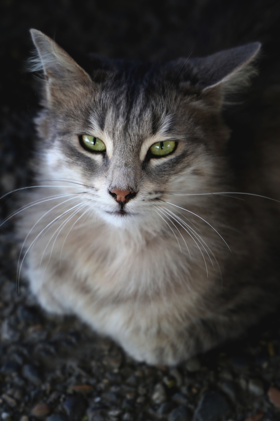 Норвежская Лесная кошка Нестор