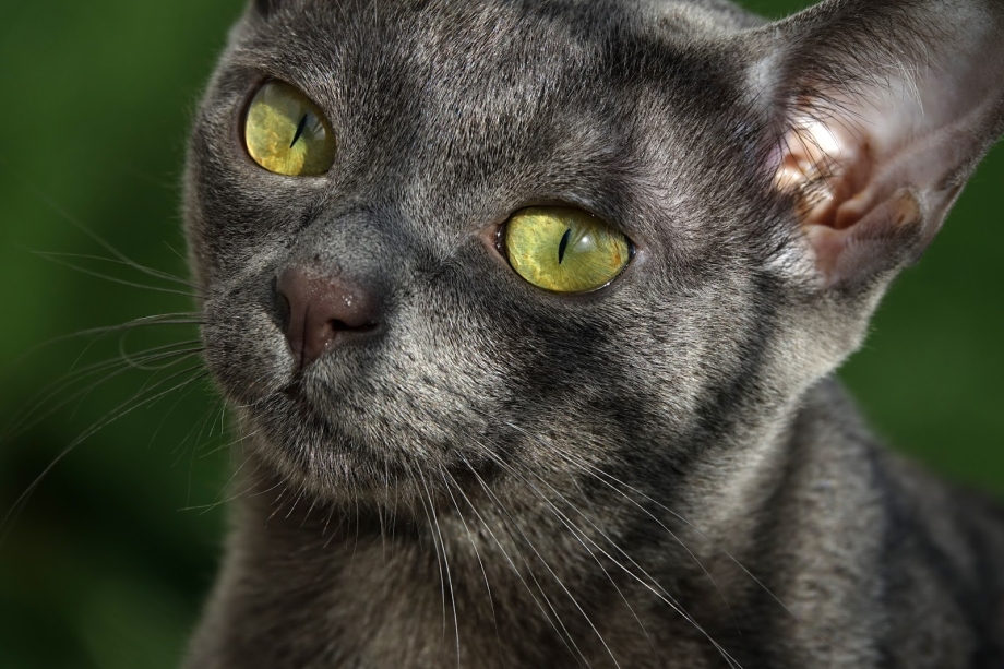 Корат кошка