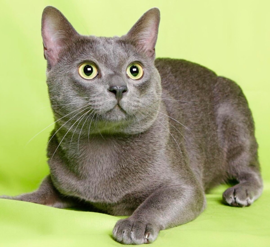 Корат кошка котята