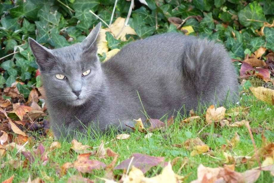 Коты породы карат