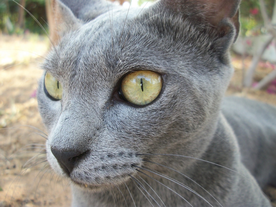 Карат кошка