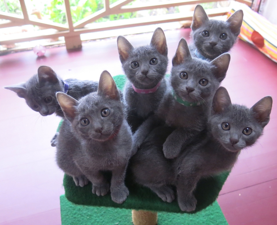 Корат кошка