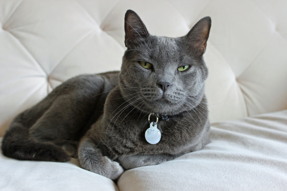 Корат кошка котята