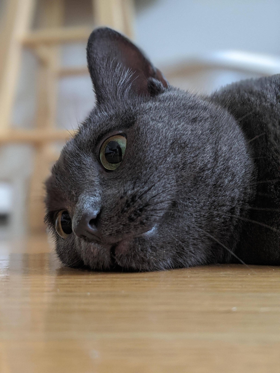 Коты породы Корат с золотистыми пятнами