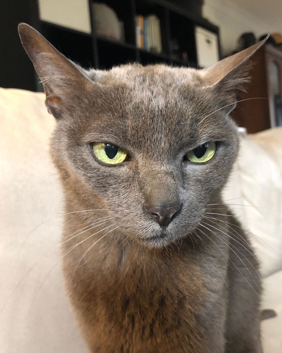 Корат кошка табби