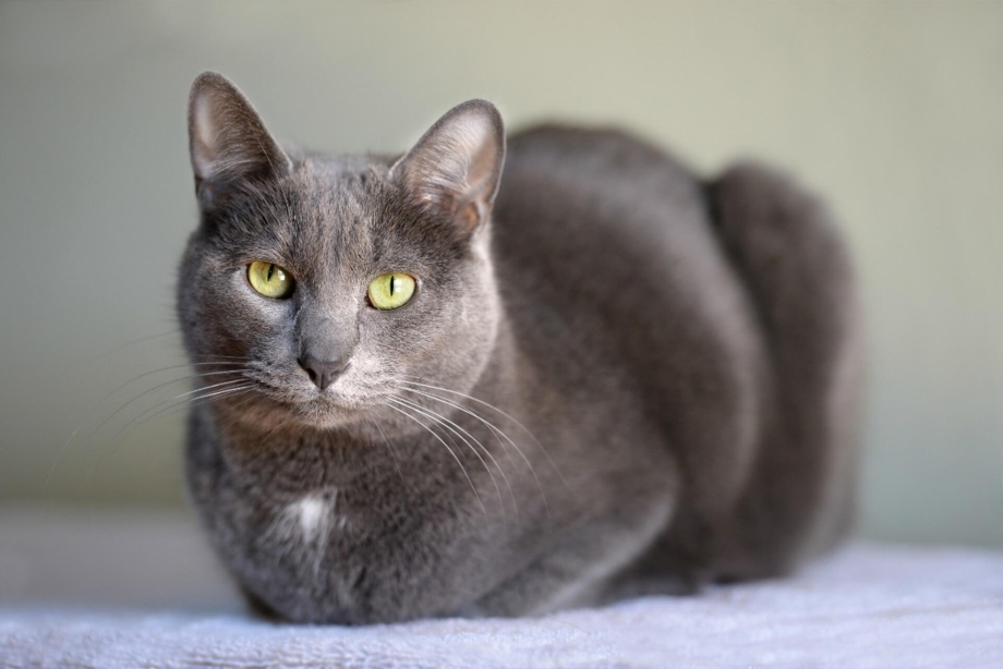 Корат кошка