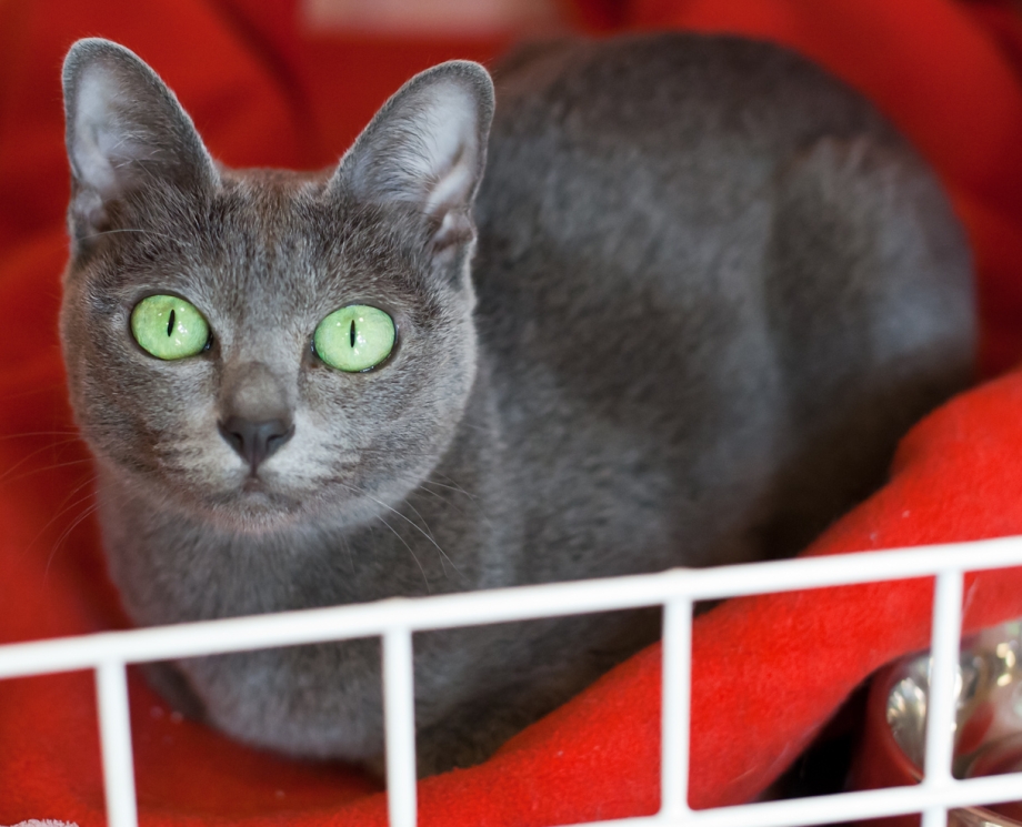 Корат кошка котята