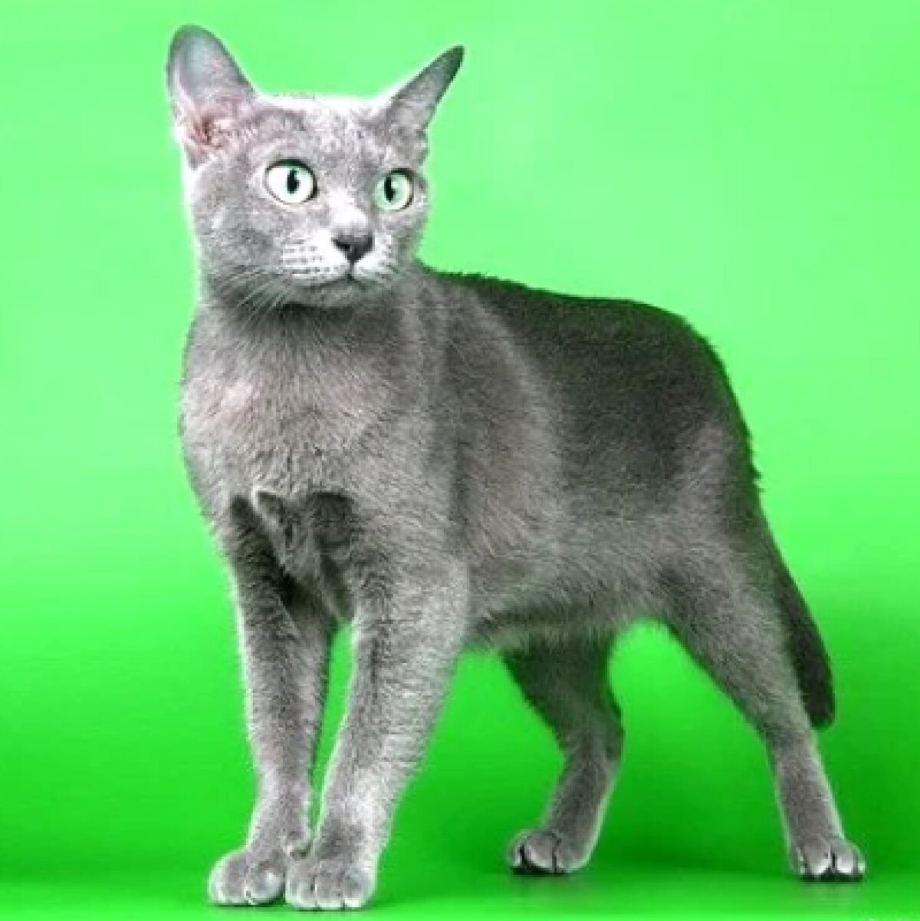 Кошки породы Корат без фона