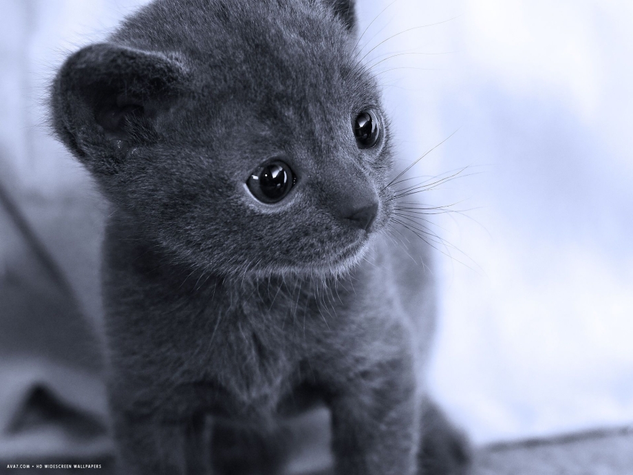 Корат кошка