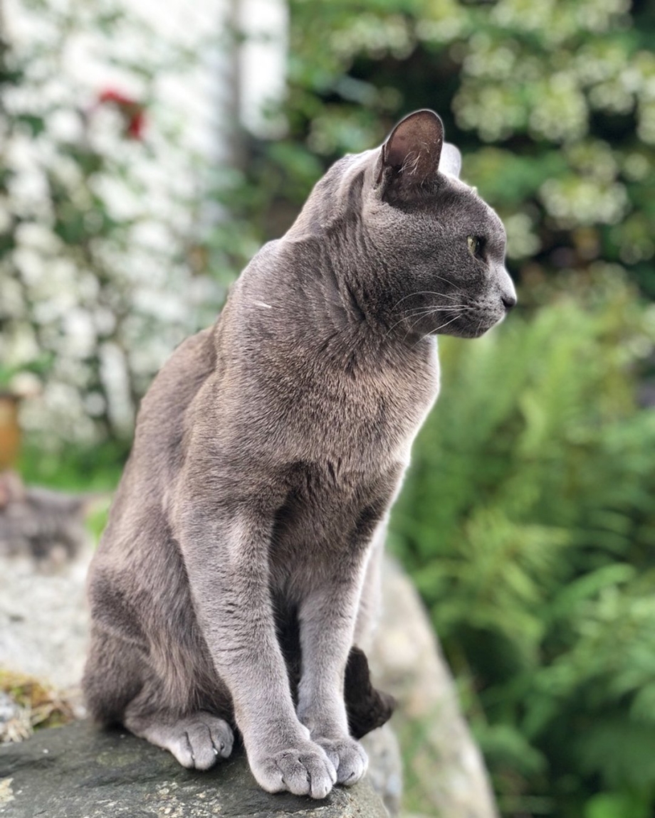 Корат кошка котята