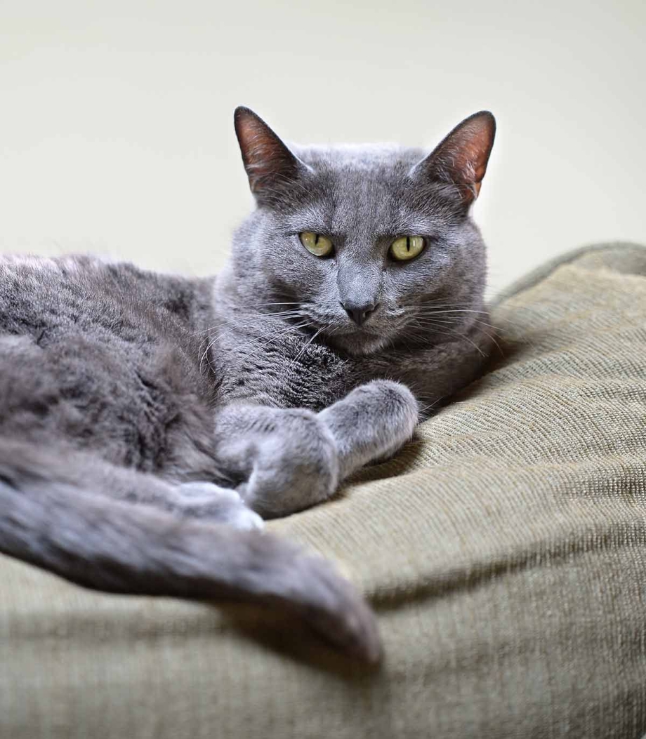 Корат котята