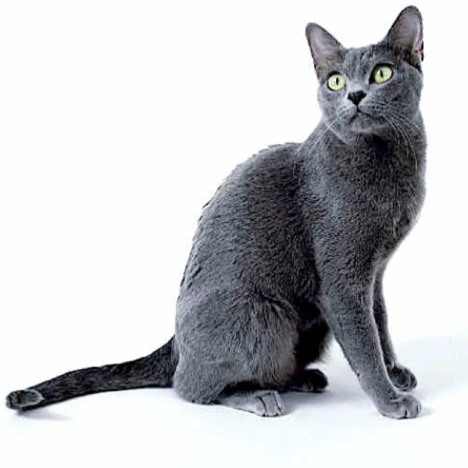 Коты породы Корат