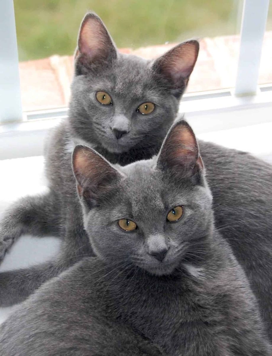 Корат кошка черная