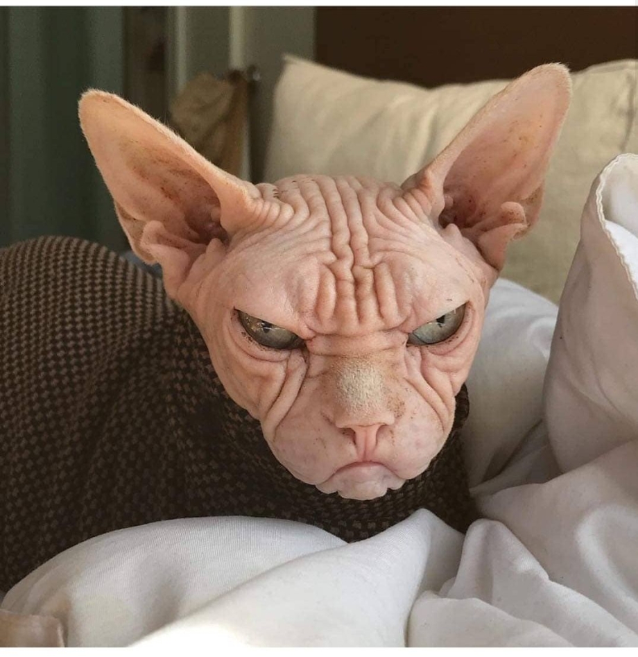 Смешные лысые коты