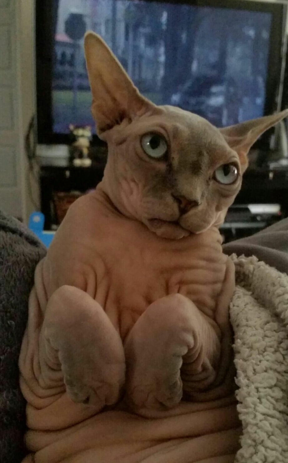 Смешные сфинксы
