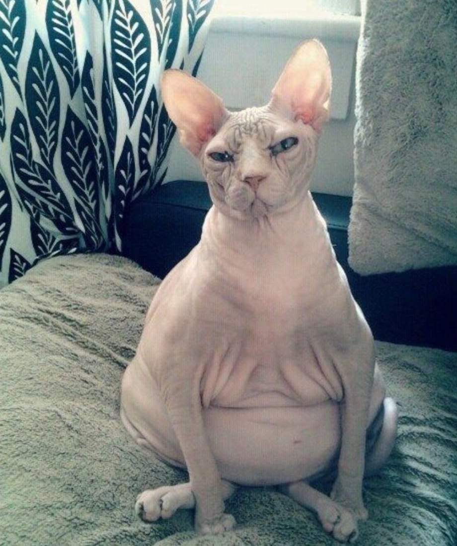 Сфинкс кошка
