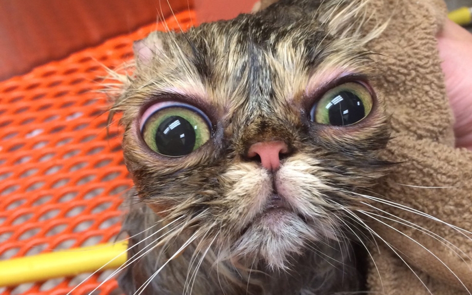 Кота тошнит