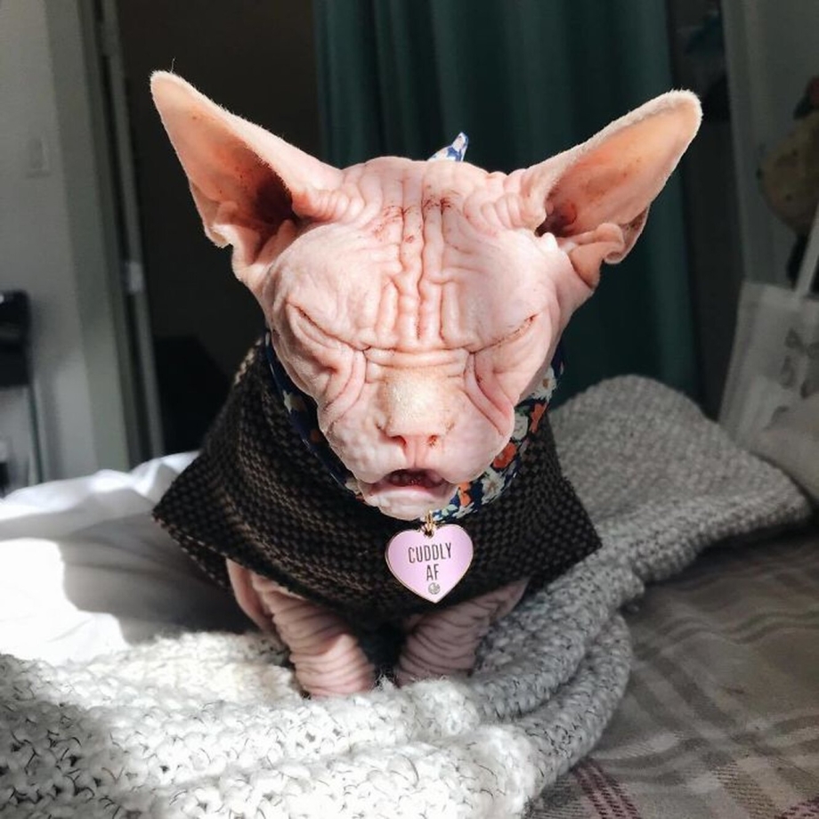 Кот Локи сфинкс