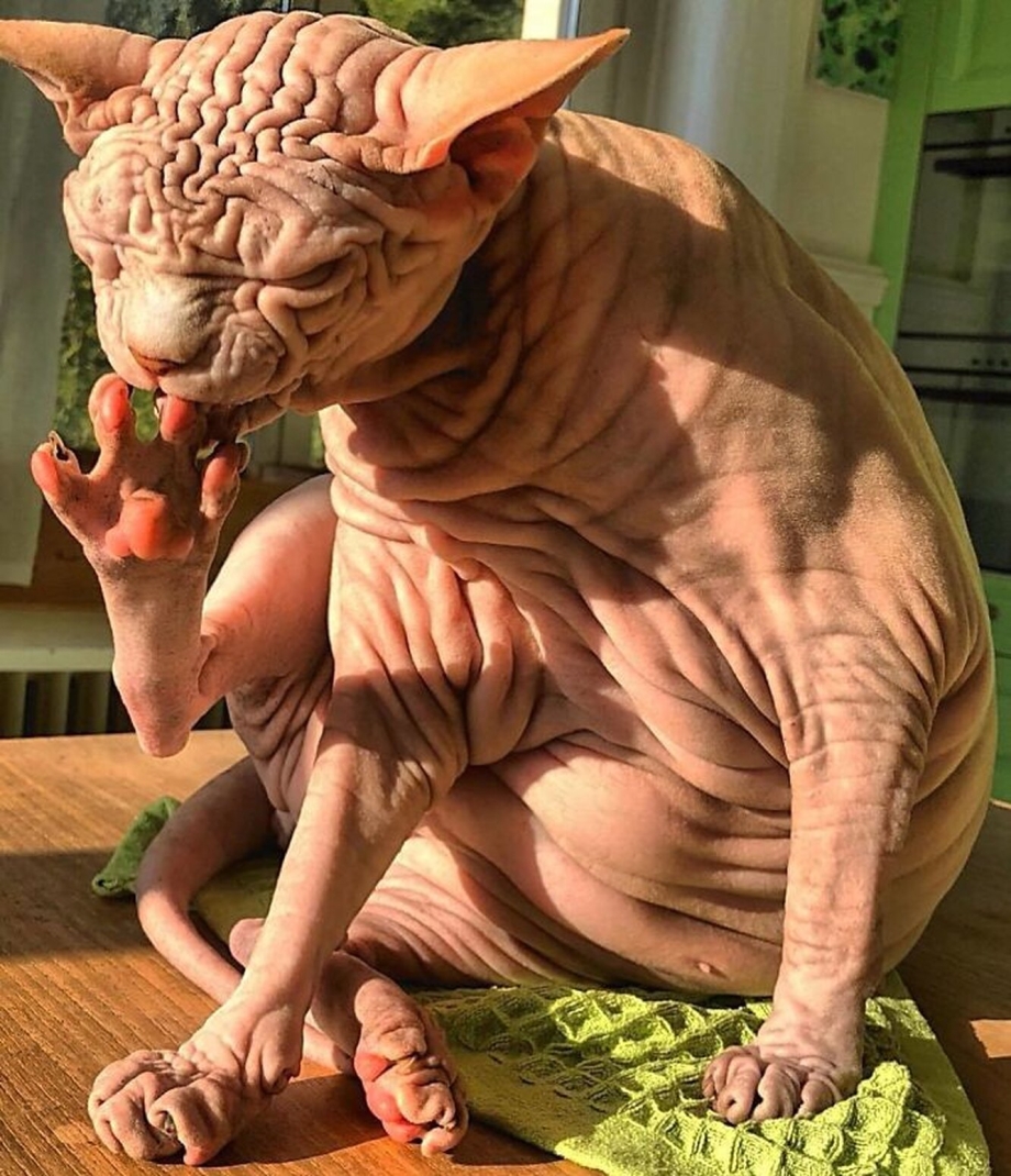 Кошка породы сфинкс злая
