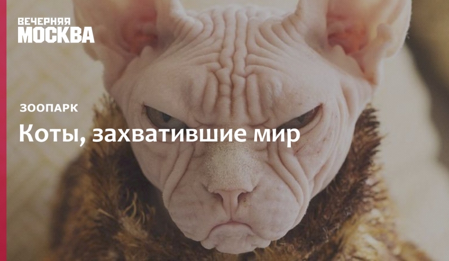 Сфинкс кохона