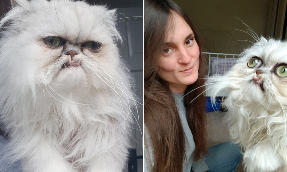 Злой кот Локи