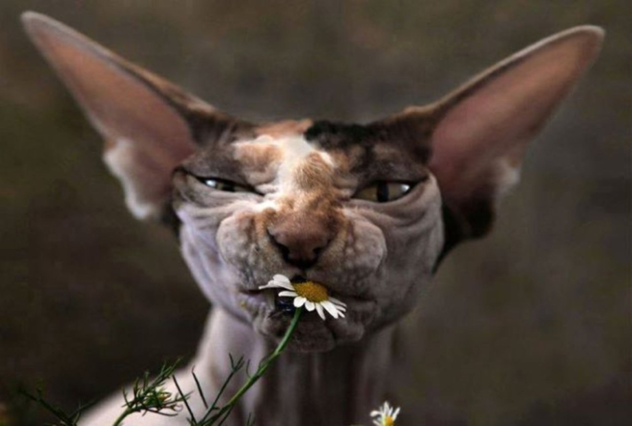 Самый уродливый кот