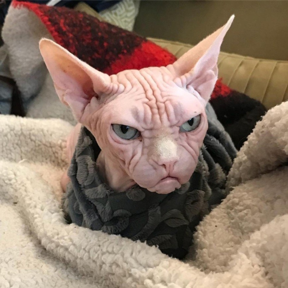 Страшный кот