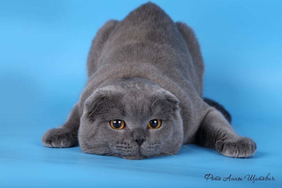 Шотландский вислоухий кот голубой