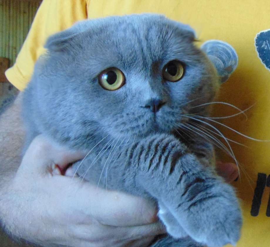 Скоттиш фолд лиловый