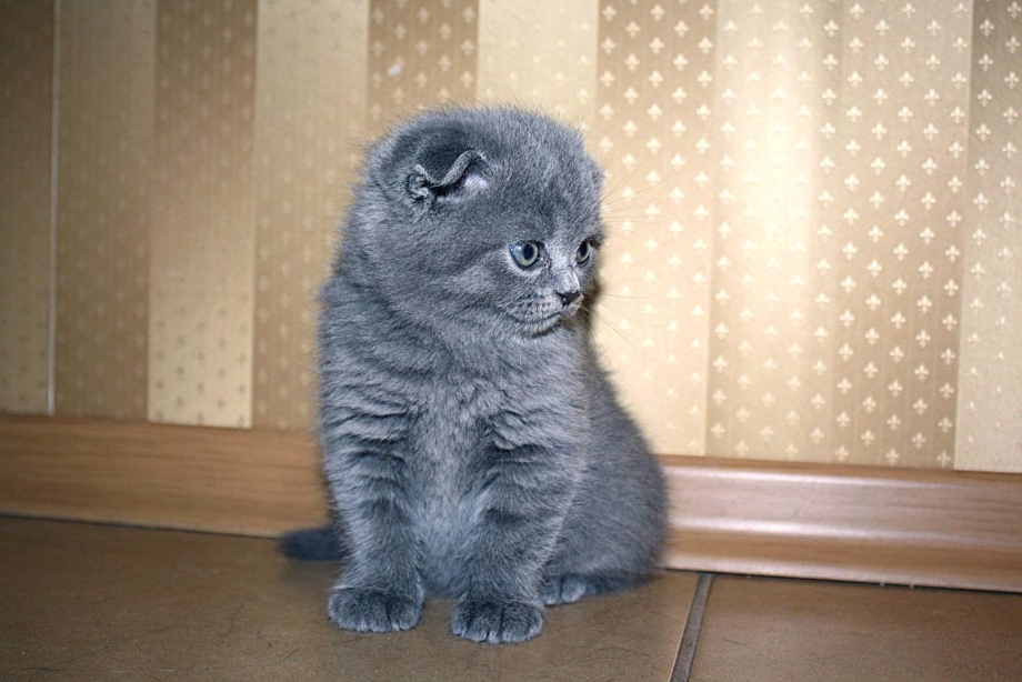 Скоттиш фолд голубой котенок