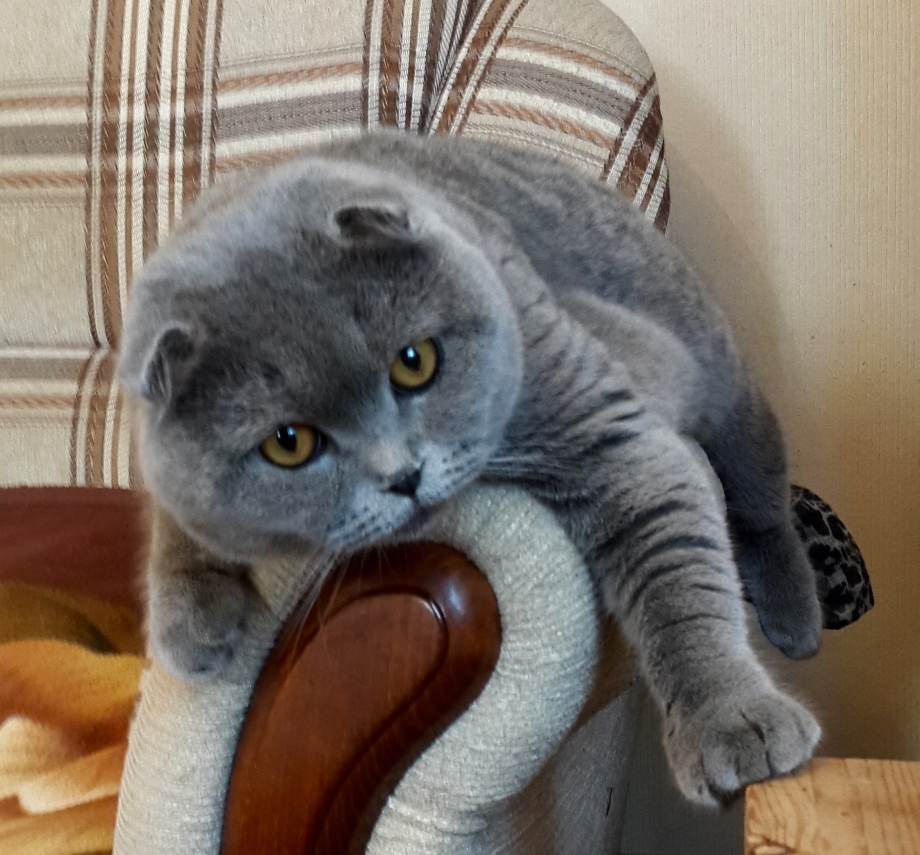 Вислоухий кот скоттиш фолд