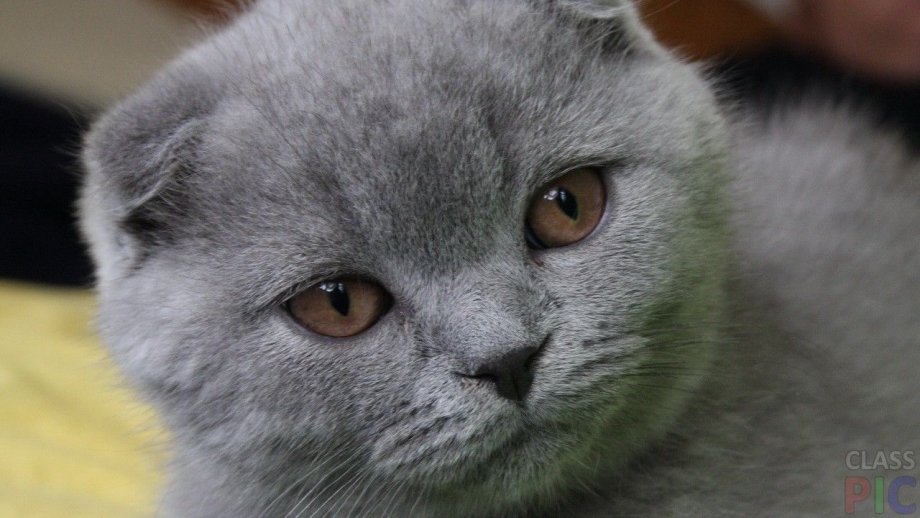 Шотландская кошка скоттиш фолд