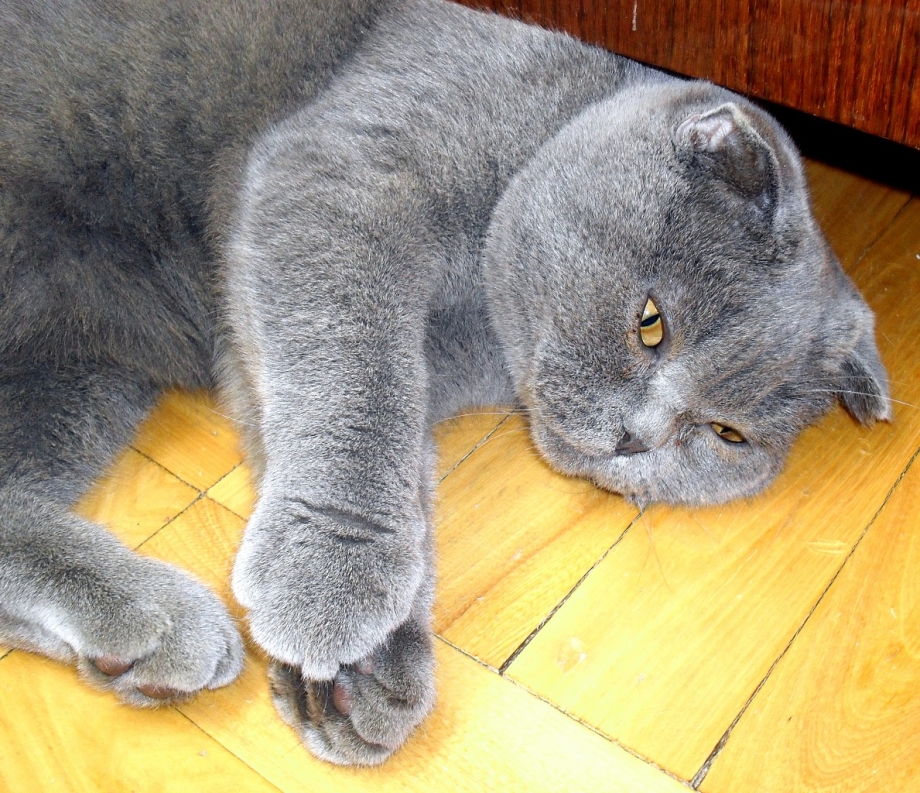 Британская кошка короткошерстная голубая вислоухая