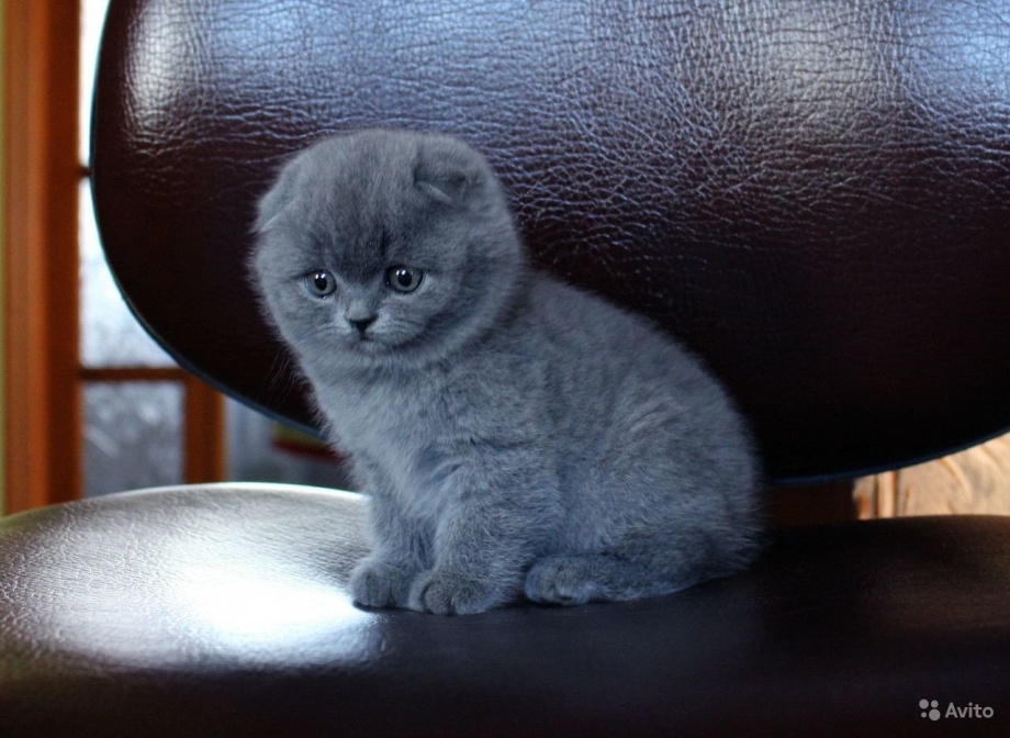 Шотландская вислоухая кошка котята серые