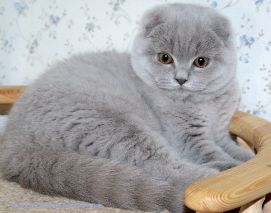 Скоттиш фолд лиловый
